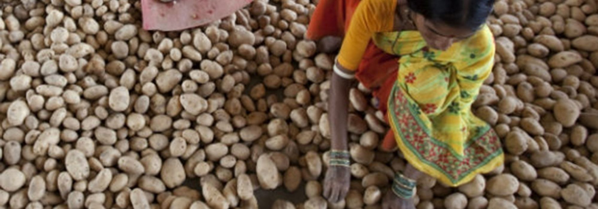 A woman dressed in a very colorful yellow and orange sari, poised and working over a pile of potatoes.