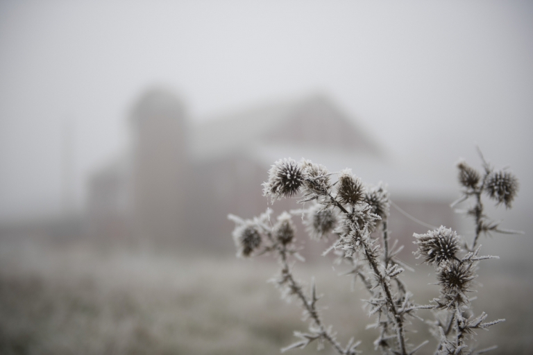 Thistles with frost on them in the foreground of a winter frosted field.