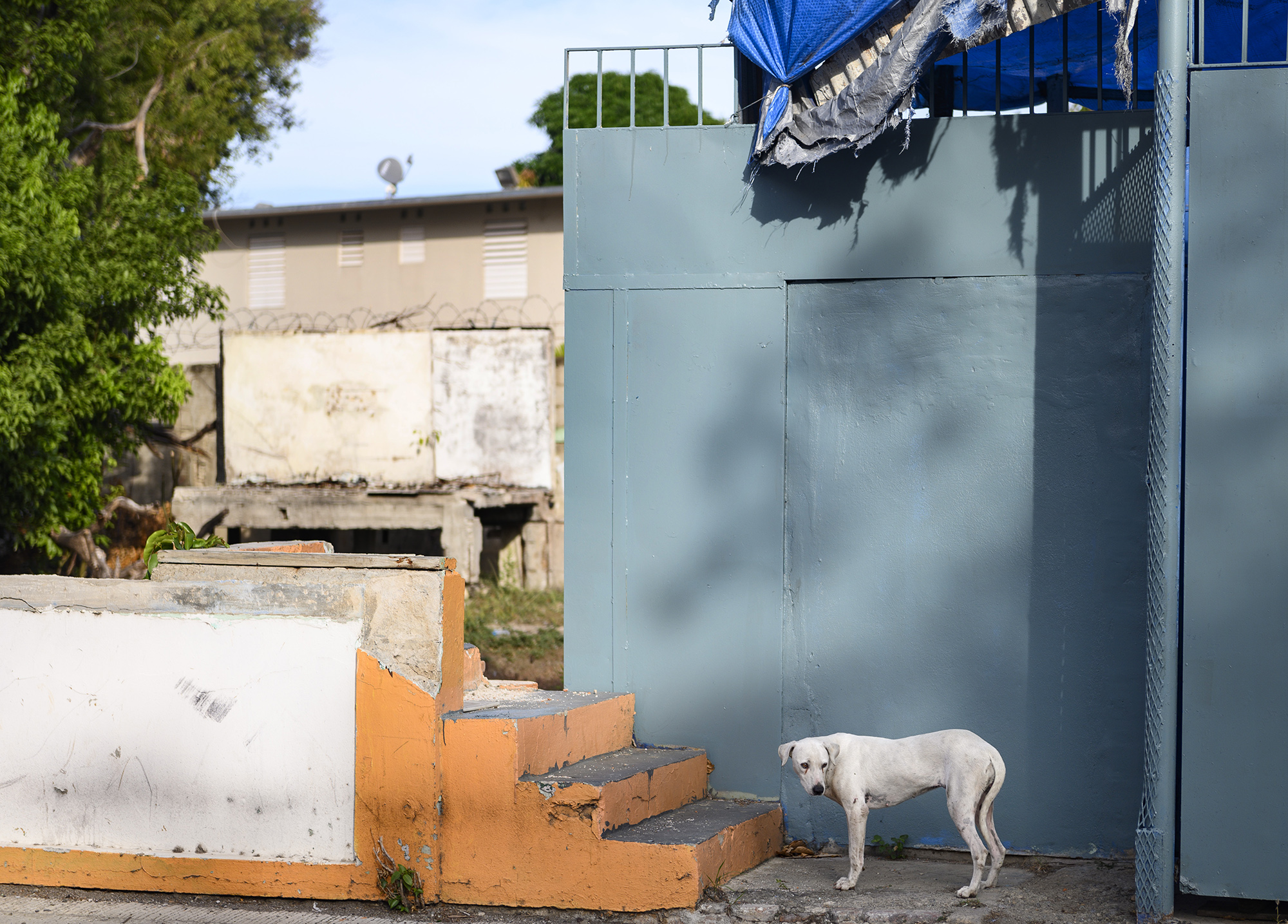 A stray dog pauses at the bottom of a staircase.