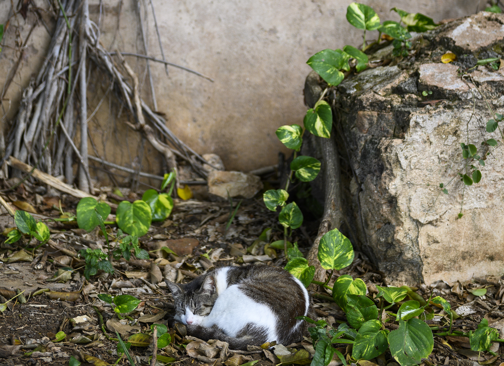 A cat comfortably curled up in some foliage by a wall.