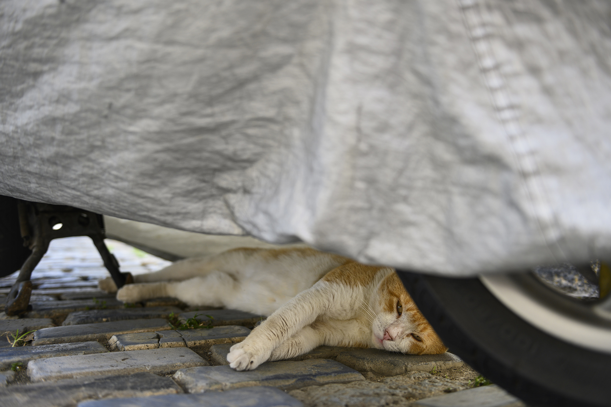 A cat lays one cobblestones underneath a tarp.